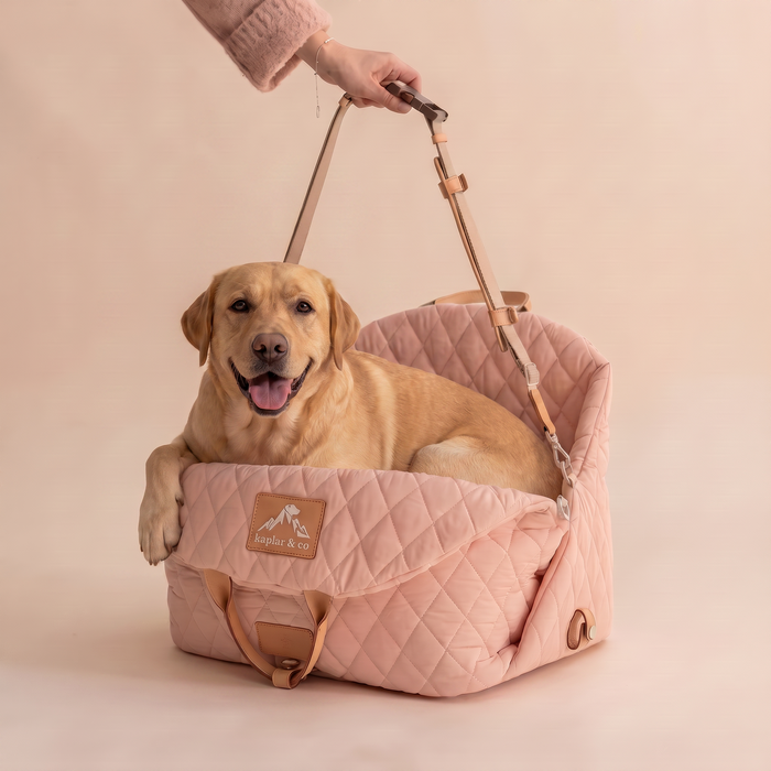 Chien et randonnée, plage : le guide accessoires outdoor pour l'aventure