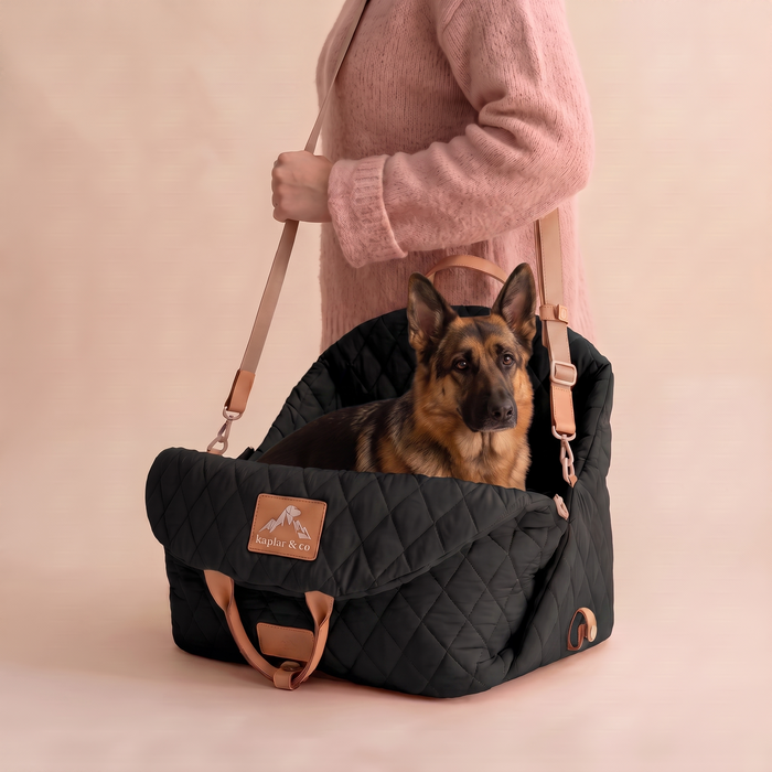 Chien en ville : les indispensables pour une vie urbaine sereine