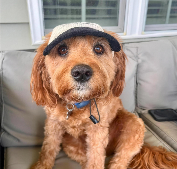 Chien chihuahua portant la casquette Kaplar & Co Rose