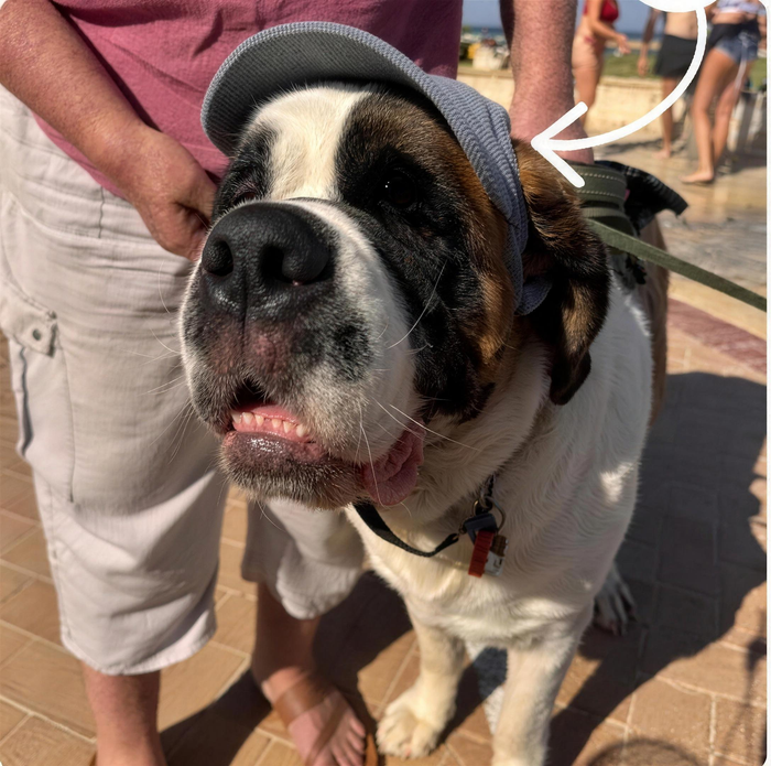 Chien pomeranien portant la casquette Kaplar & Co Rose