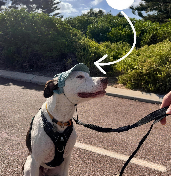 Chien caniche portant la casquette Kaplar & Co Vert