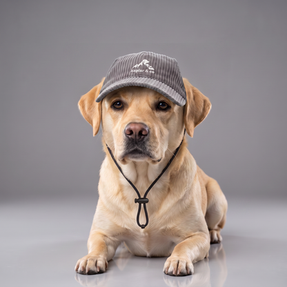 Chien labrador portant la casquette Kaplar & Co Gris