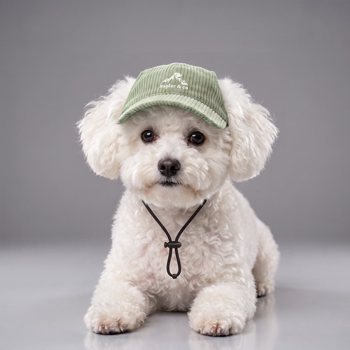 Chien bichon frise portant la casquette Kaplar & Co Vert